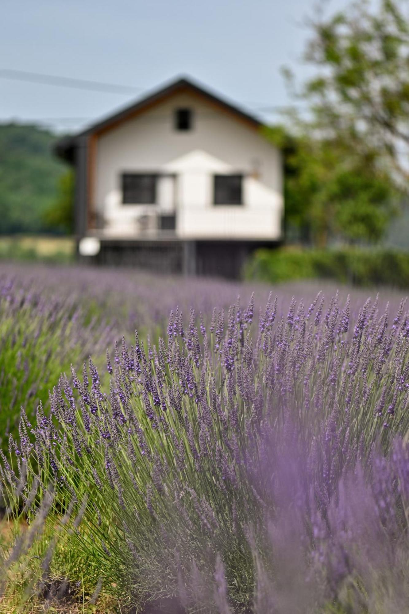 Vacation Home - Nest Kalnik Exterior foto